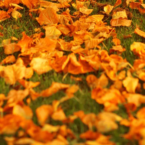 Autumn leaves on the ground
