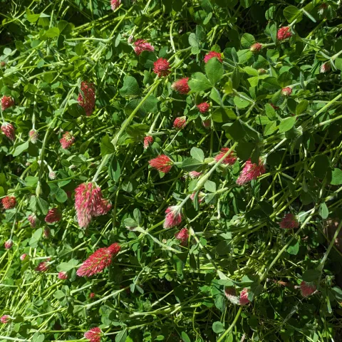 closeup view of crimson clover flowers and foliage