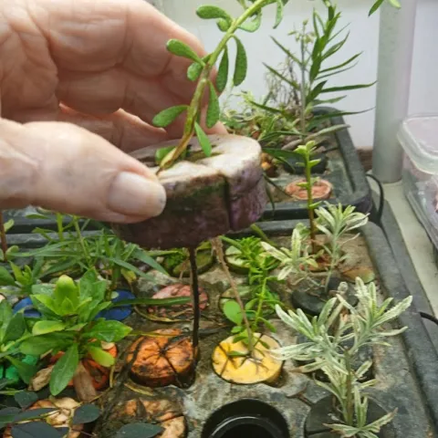 Cuttings in cloner