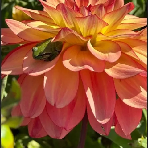 Orange and yellow dahlia with a frog nestled in the petals