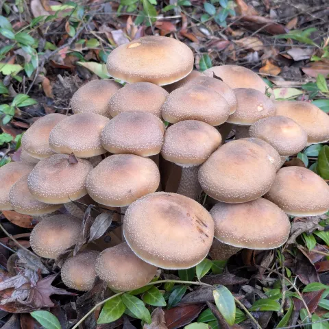group of tan mushrooms