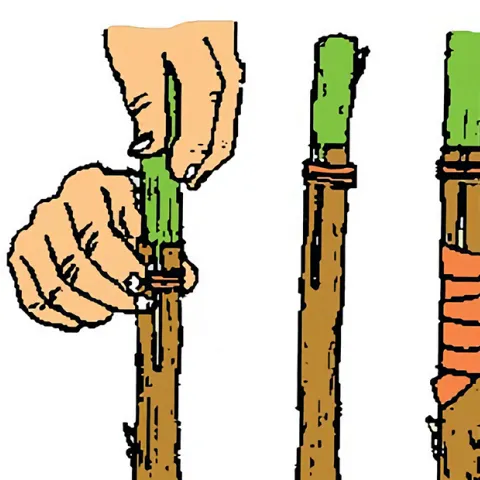 Grafting no text UCANR