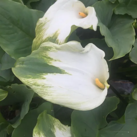 green goddess calla flower where the edge is green and the rest of the flower is white