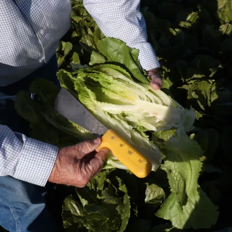 Los agricultores del Valle Imperial escucharon a los asesores de UC ANR quienes hablaron de los problemas que les afectan.