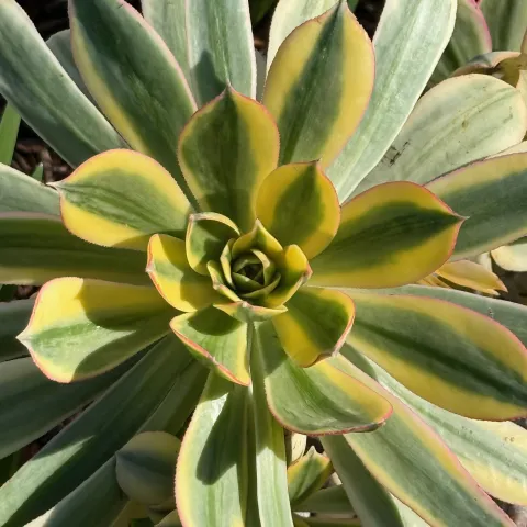 Green and gold leaves in an aeonium rosette