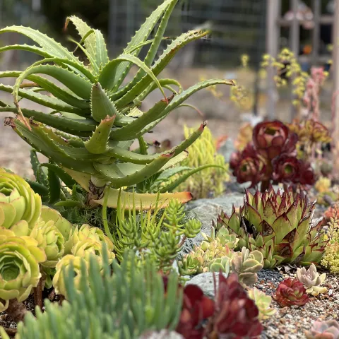 Colorful succulents in a garden bed