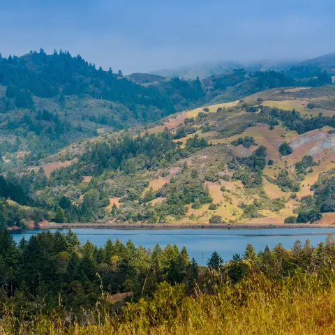 Lake Bon Tempe's oak woodland