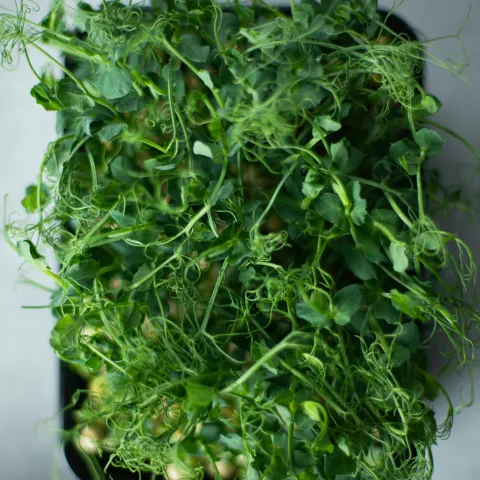 an image of growing microgreens