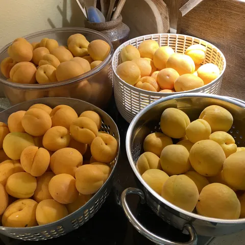 Containers of fresh picked apricots.