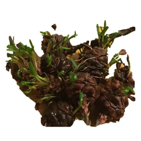 coast redwoods germinating from their cones