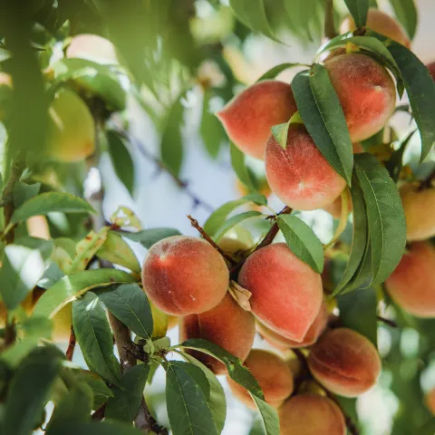 peach tree