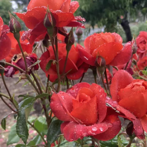 Red roses with raindrops