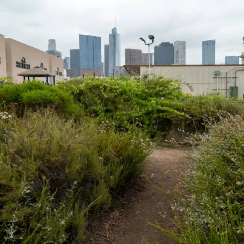 A native plant pocket park with Downtown LA buildings in the distance.