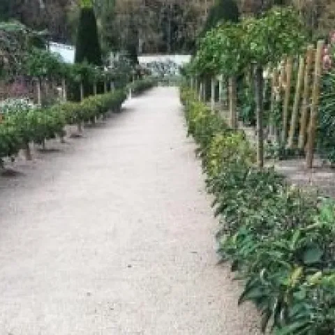 Stepover pruned apple trees along a walkway.