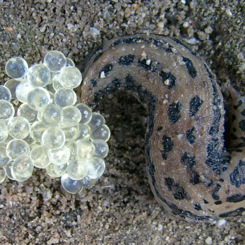 Tiger Slug with a cluster of white eggs in a sandbox.