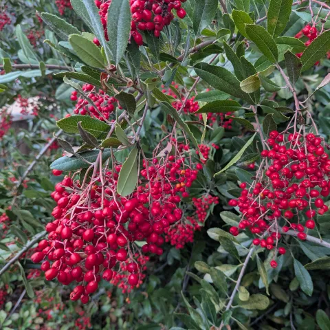 Toyon Berries