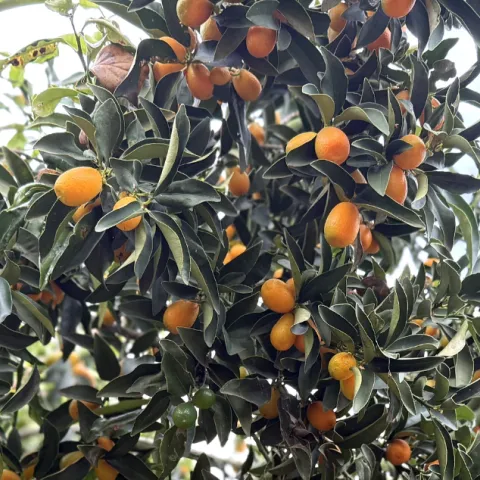 Kumquats in a tree