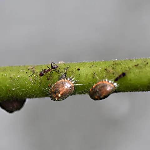 Ant and scale insects sharing a mistletoe. (Photo by Kathy Keatley Garvey)