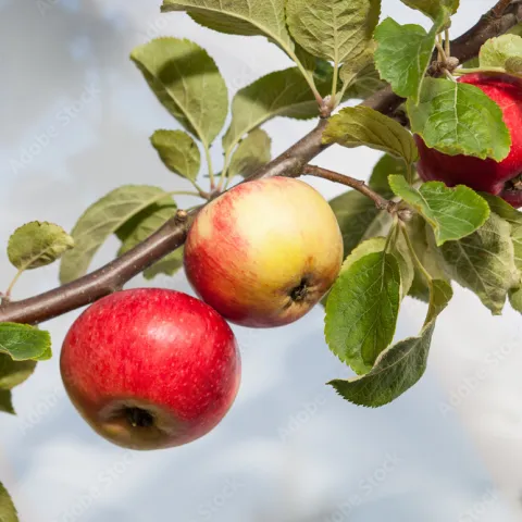 apples on a tree branch