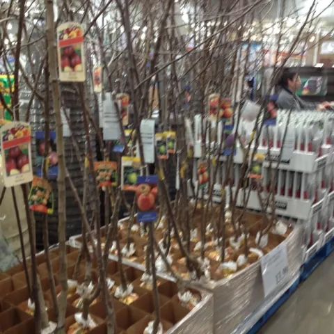 bare root; ucanr blog.jpg