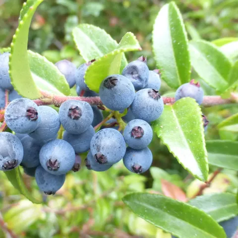 blueberries on a bush