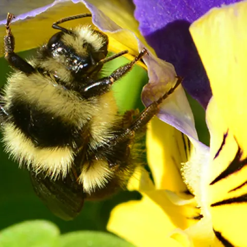 Bumble bee on a pansy. (Photo by Kathy Keatley Garvey)