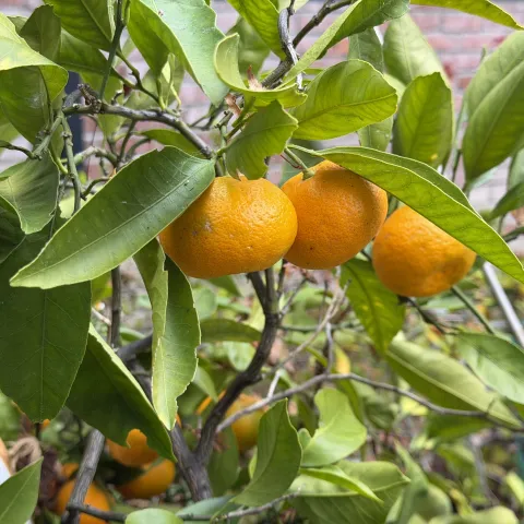 citrus on fruit tree