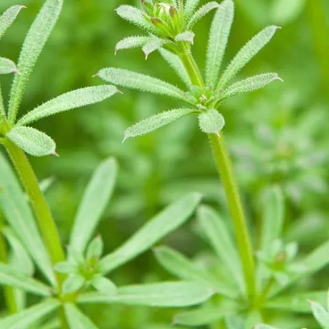 common weeds in Sonoma County home gardens