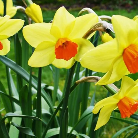 daffodils