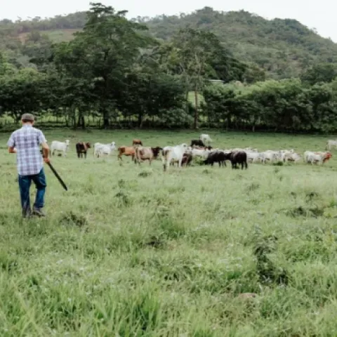 farmer with livestock in a field