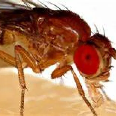 fruit fly