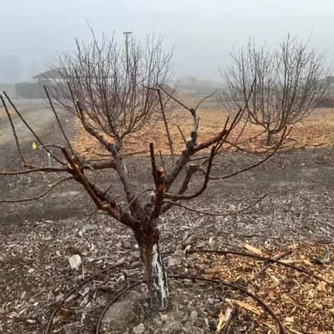 fruit tree pruning