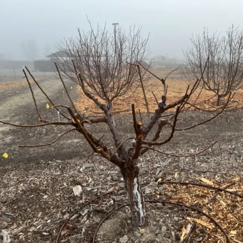 fruit tree pruning