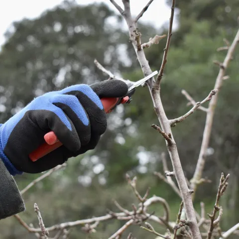 fruit tree pruning