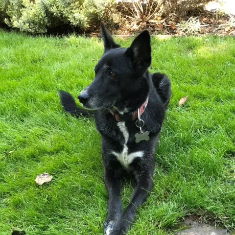 gardening with pets; Bernie Day's pet