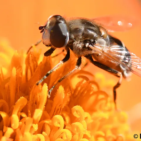 Drone fly nectaring on Mexican sunflower. (Photo by Kathy Keatley Garvey)