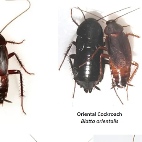Exotic cockroaches, from Bohart Museum of Entomology