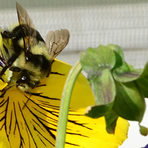 Bombus melanopygus on a pansy. (Photo by Kathy Keatley Garvey)