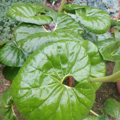 kidney shaped, glossy green leaves