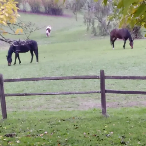 two horses out in a field eating grass