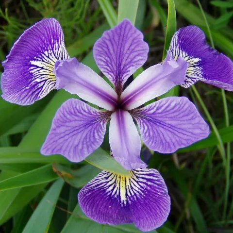 iris, wikimedia.jpg