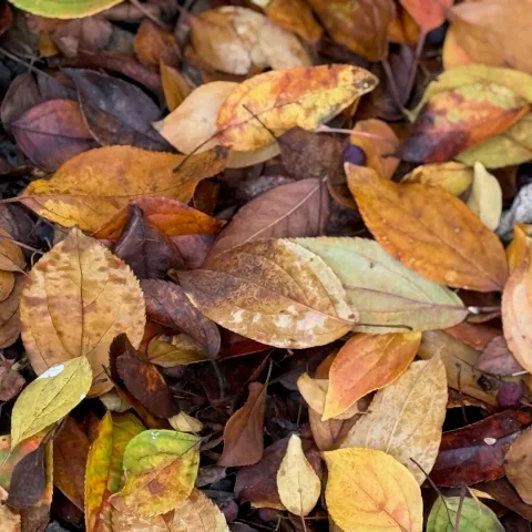 Leaves on the ground