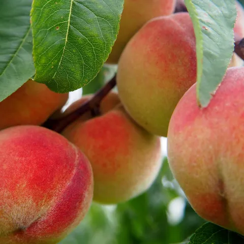 Ripe peaches on tree