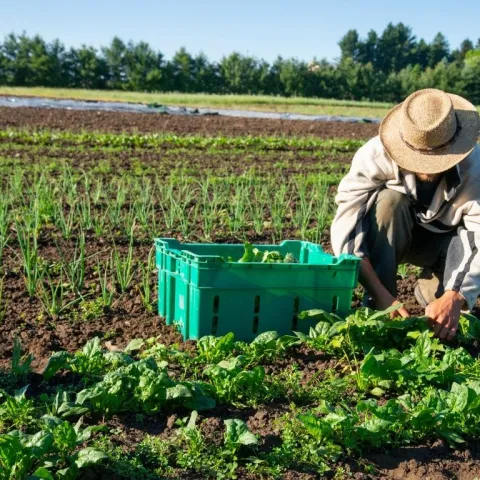 person planting seedlings in a field