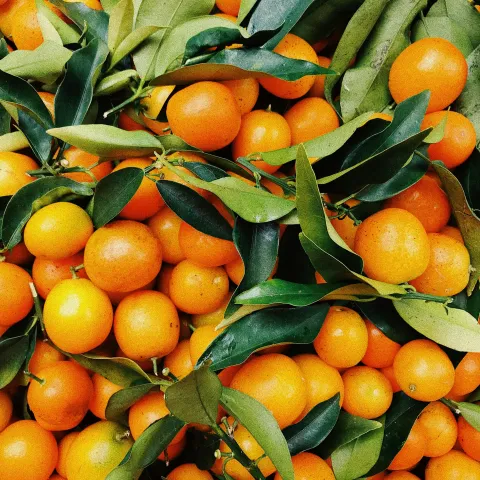 Many orange fruits and leaves photographed from above.