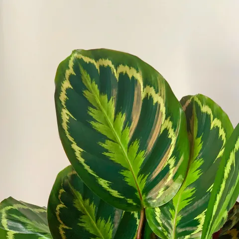 green leaves with interesting white variegation