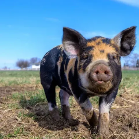 pig walking in a field