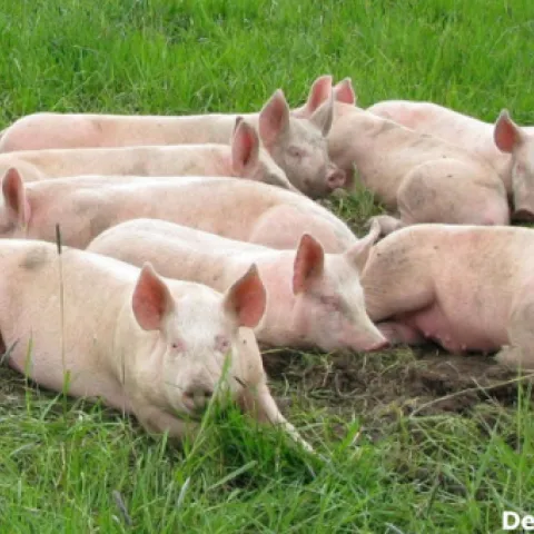 pigs laying in grass