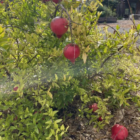 pomegranate bush with 3 pomegranates