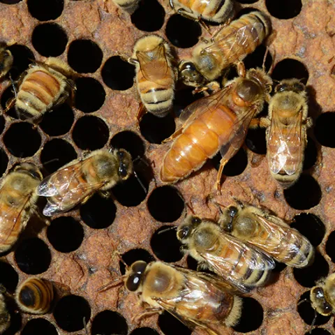 A queen bee and workers (Photo by Kathy Keatley Garvey)